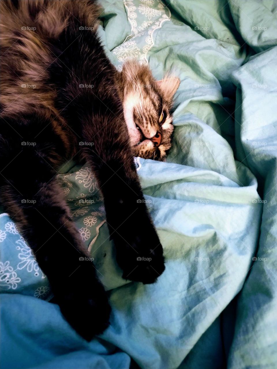 Cat Sleeping