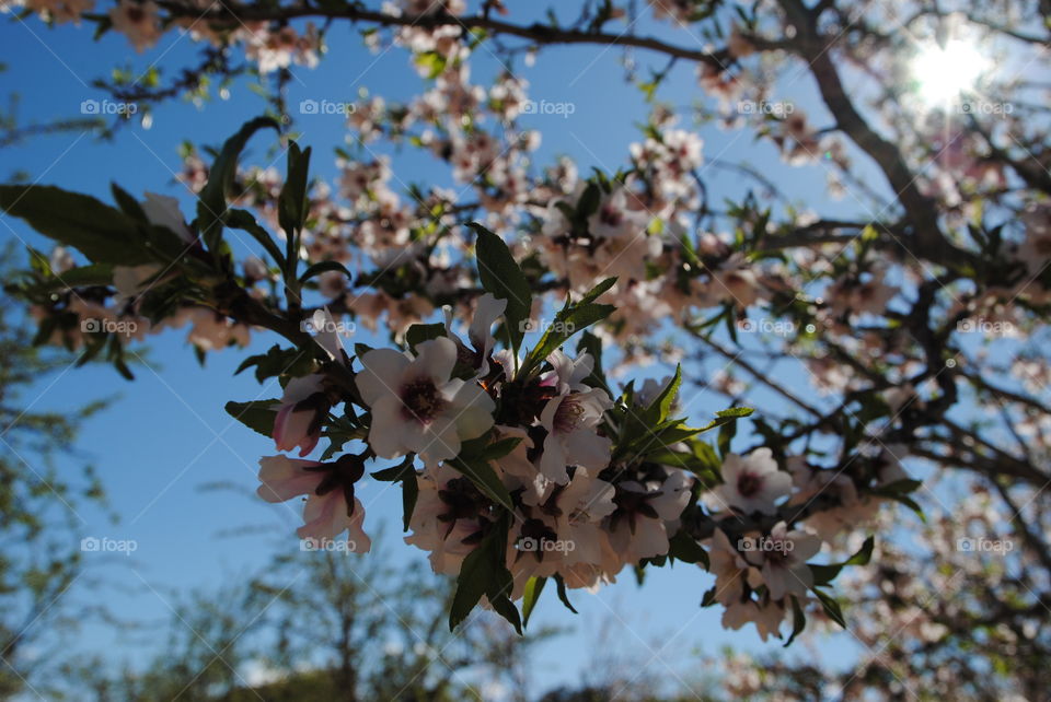 Almond branch in flower