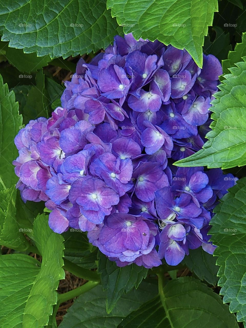 Hydrangea 