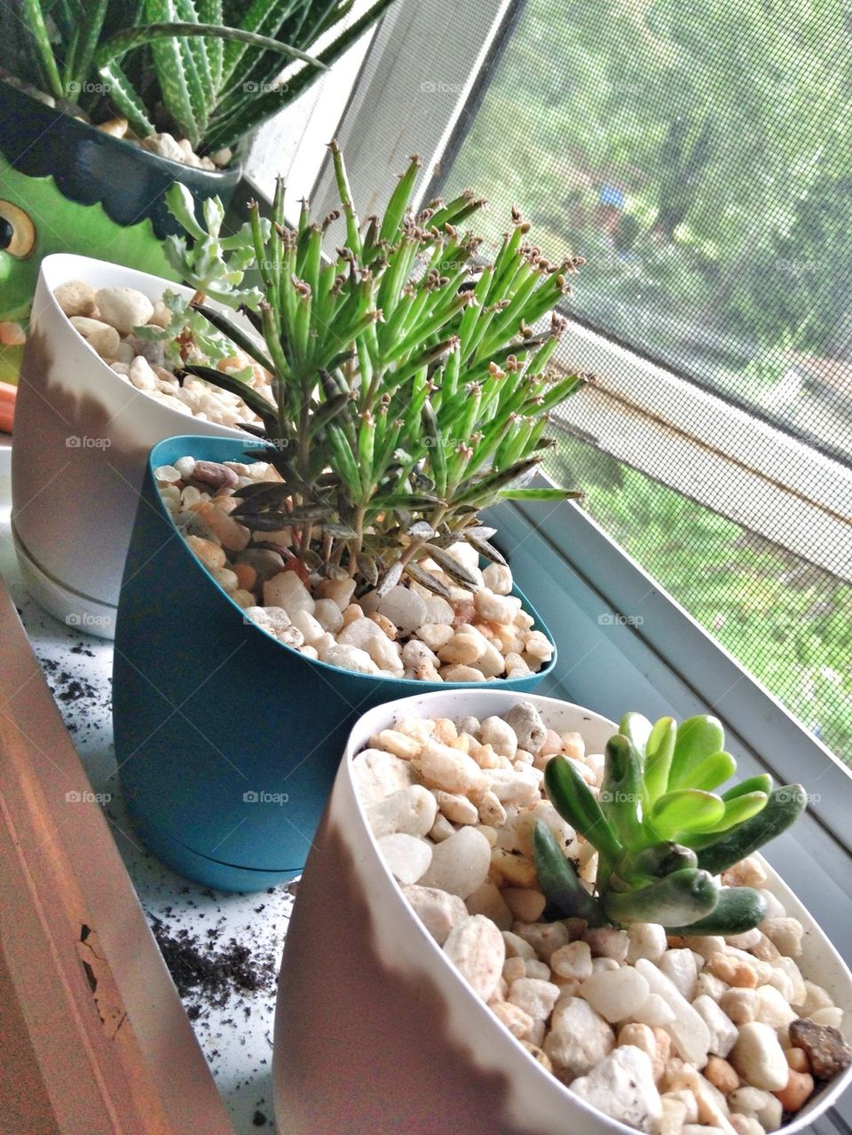 Succulents in window