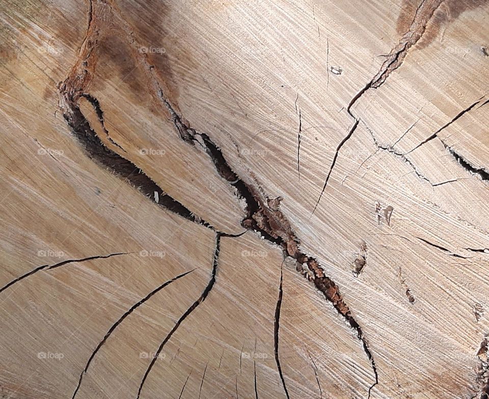 Cracked Wood Trunk