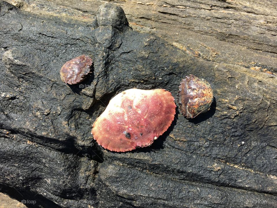 Crab shells