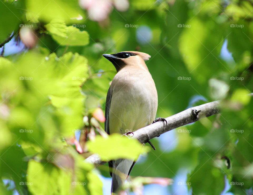 cedar waxwing up on the tree