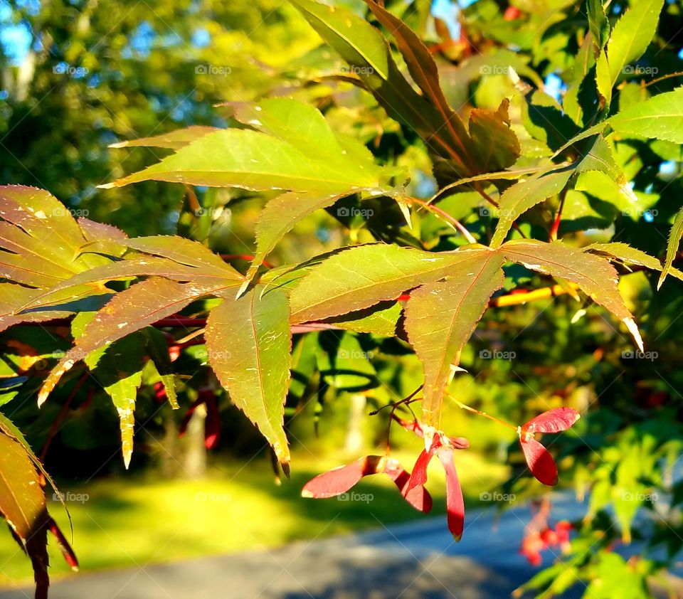 tree leaves