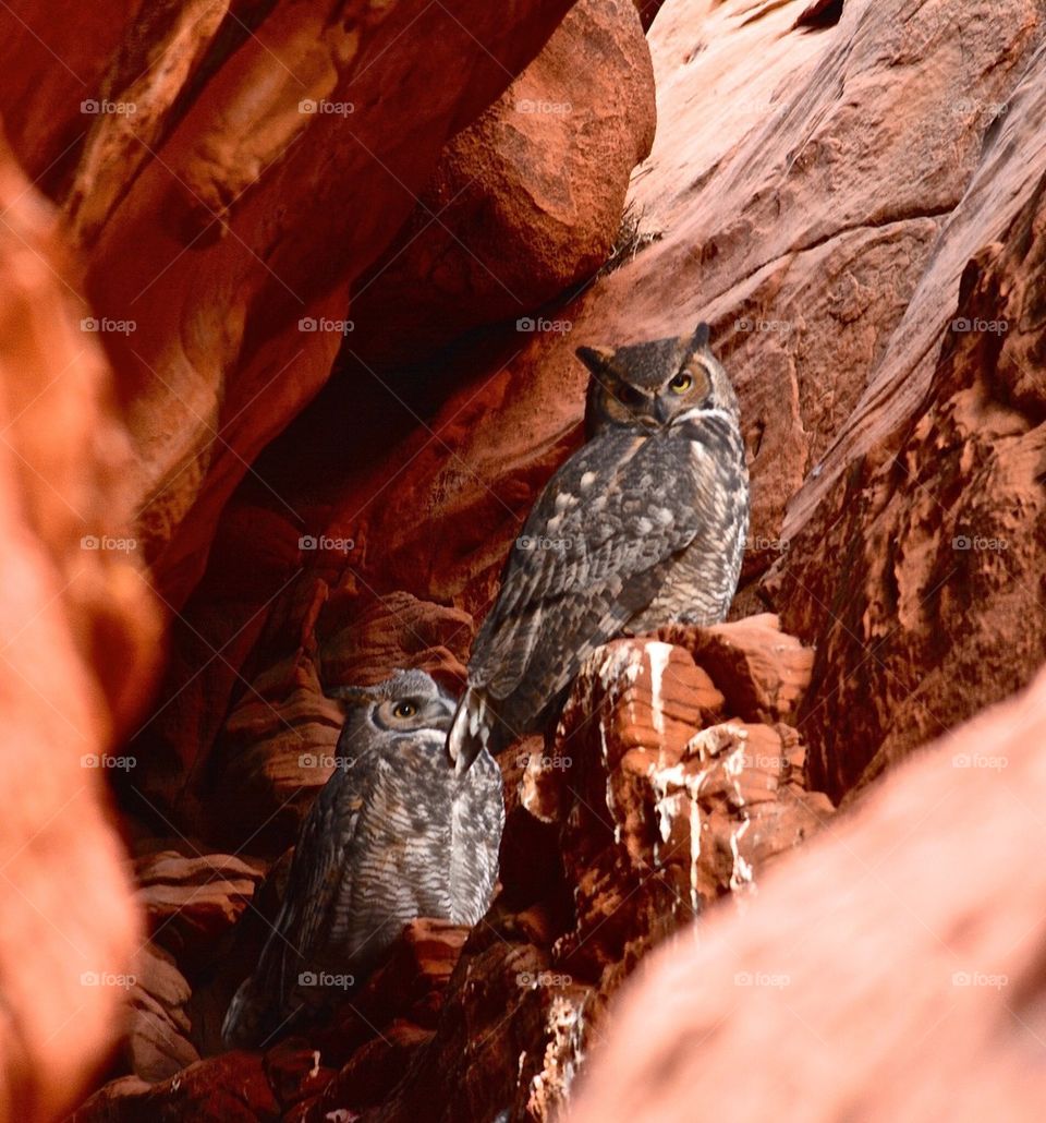 Great Horned Owls