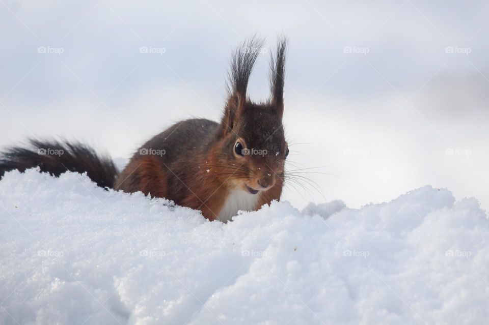 Squirrel in the snow on a cold day