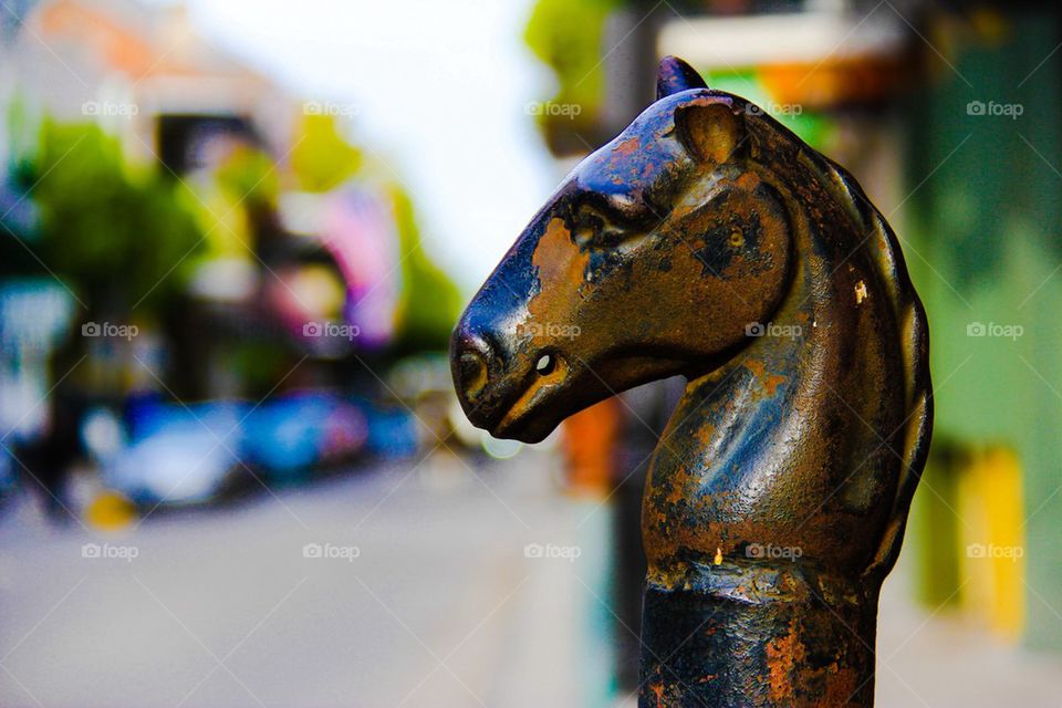 Horse stature