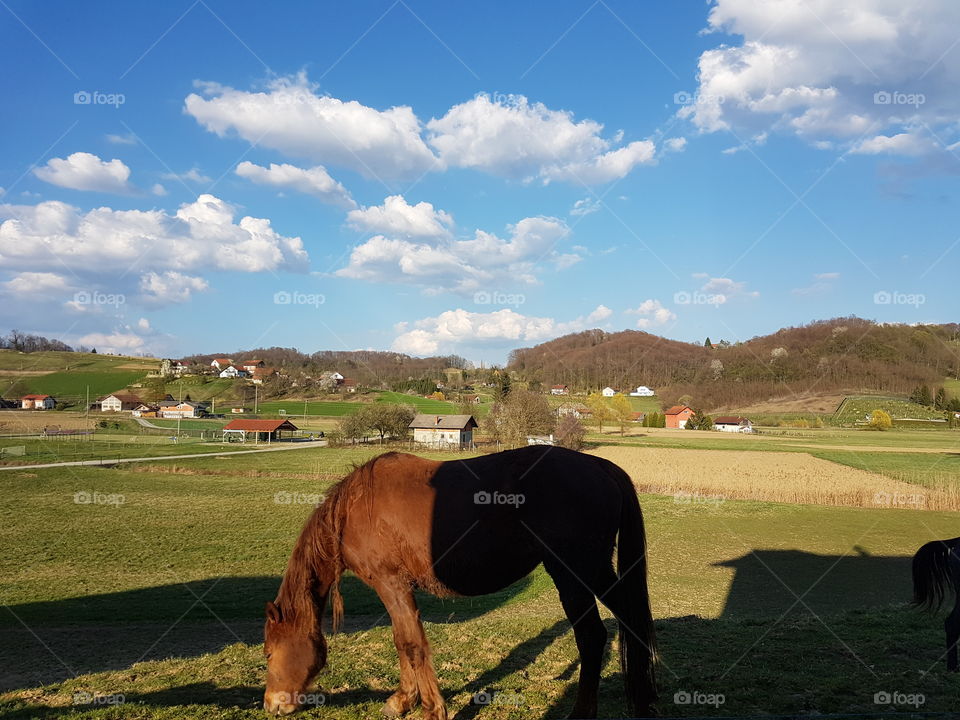 Horse and nature