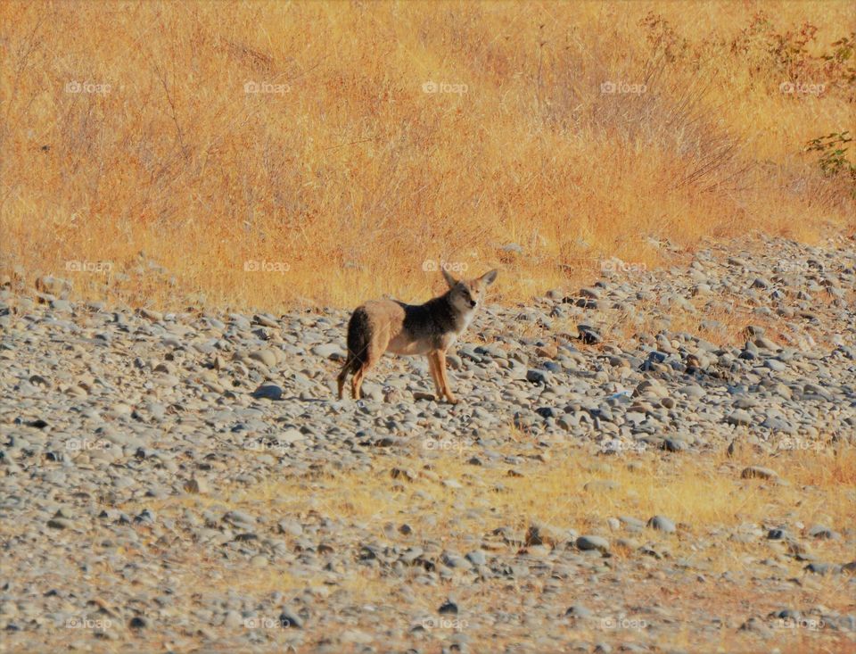 Coyote wildlife