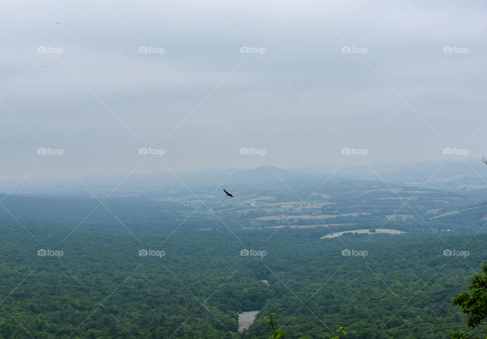 A hawk soaring through the sky, at Hawk Mountain.