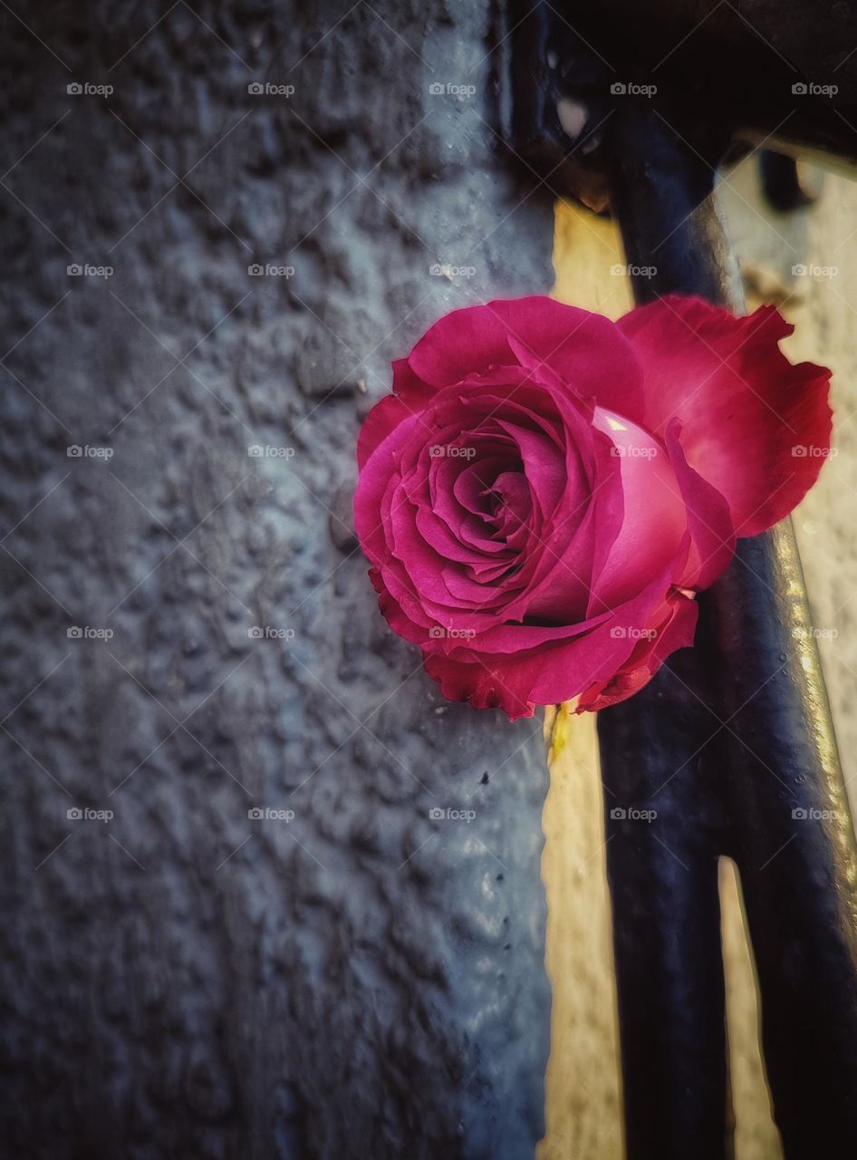 A pink rose in the sunset