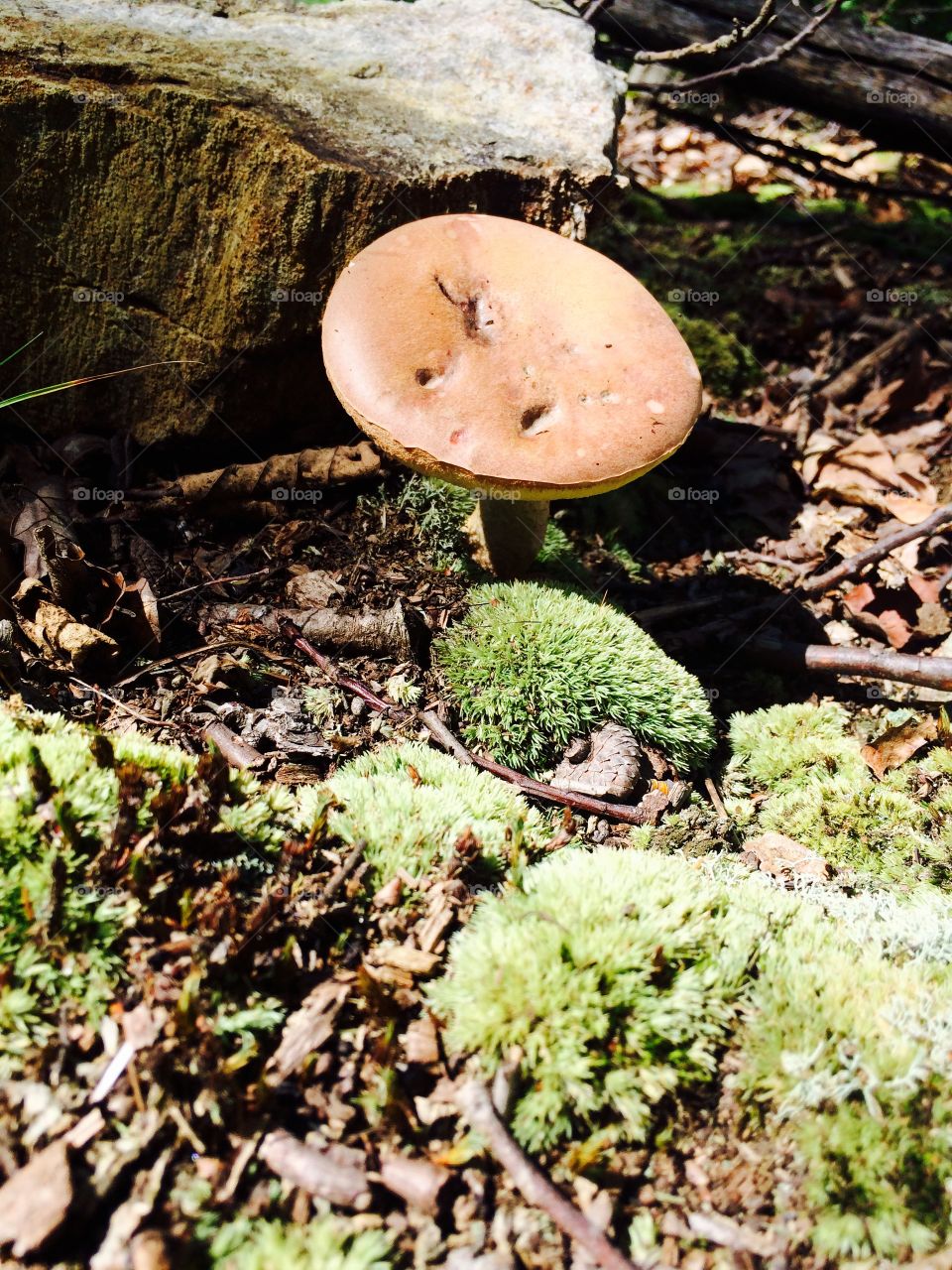 Fungus, Nature, Wood, Moss, Mushroom