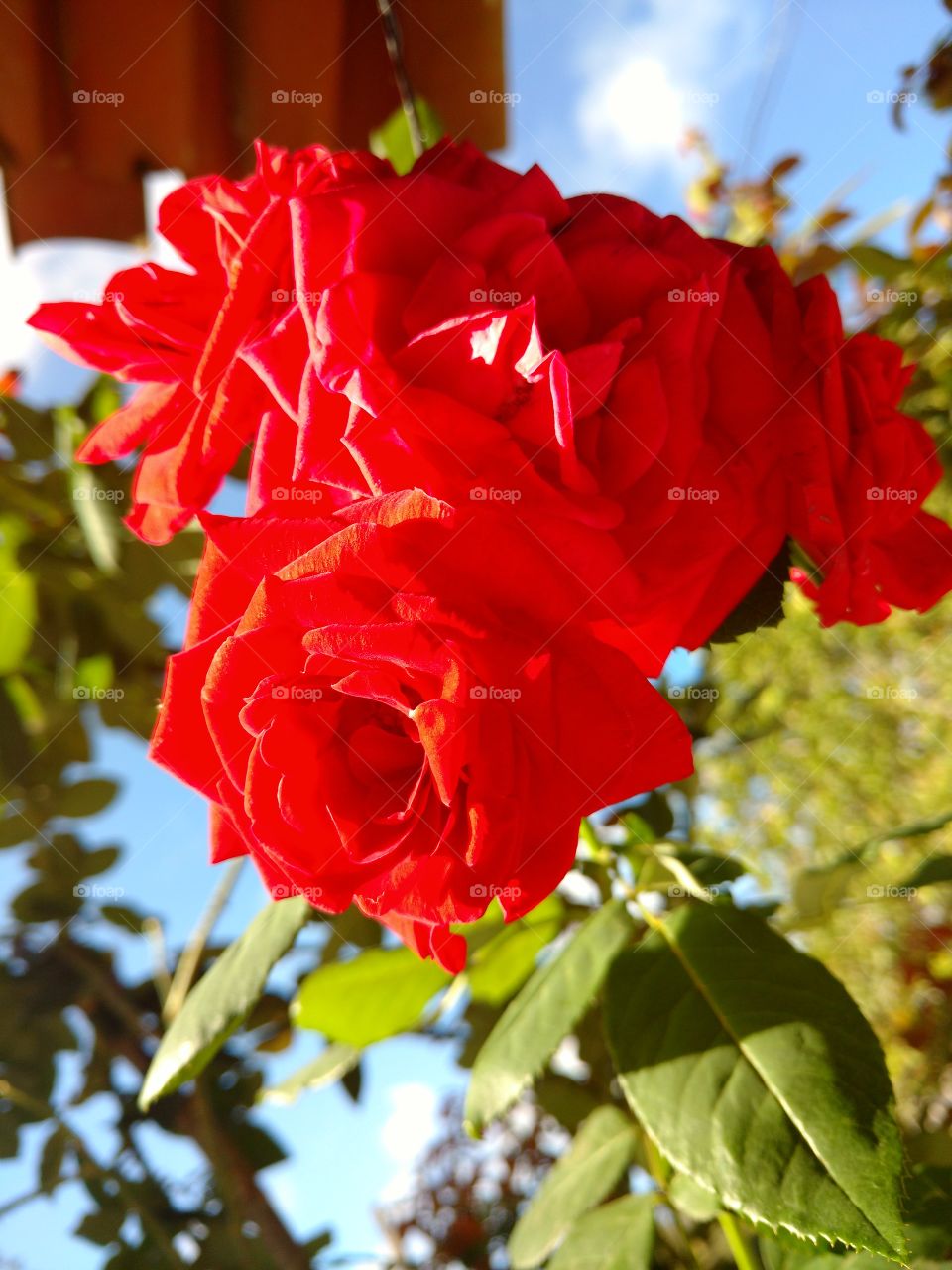 rosas
