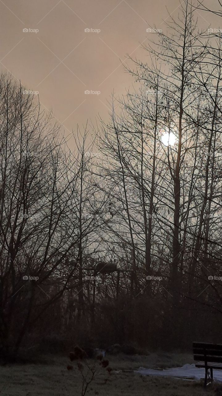 morning in winter garden - hazy sun behind bare silhouettes of trees