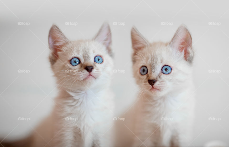 Little Tibet color-point kitten playing