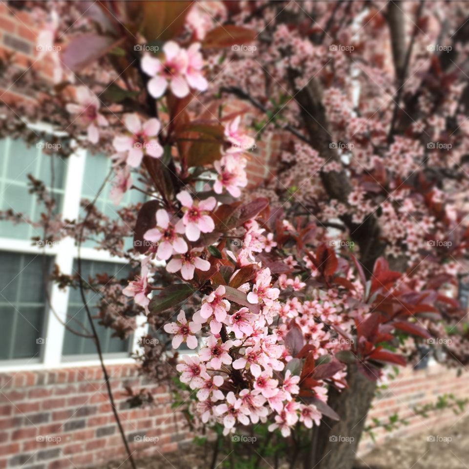 Spring blossom 