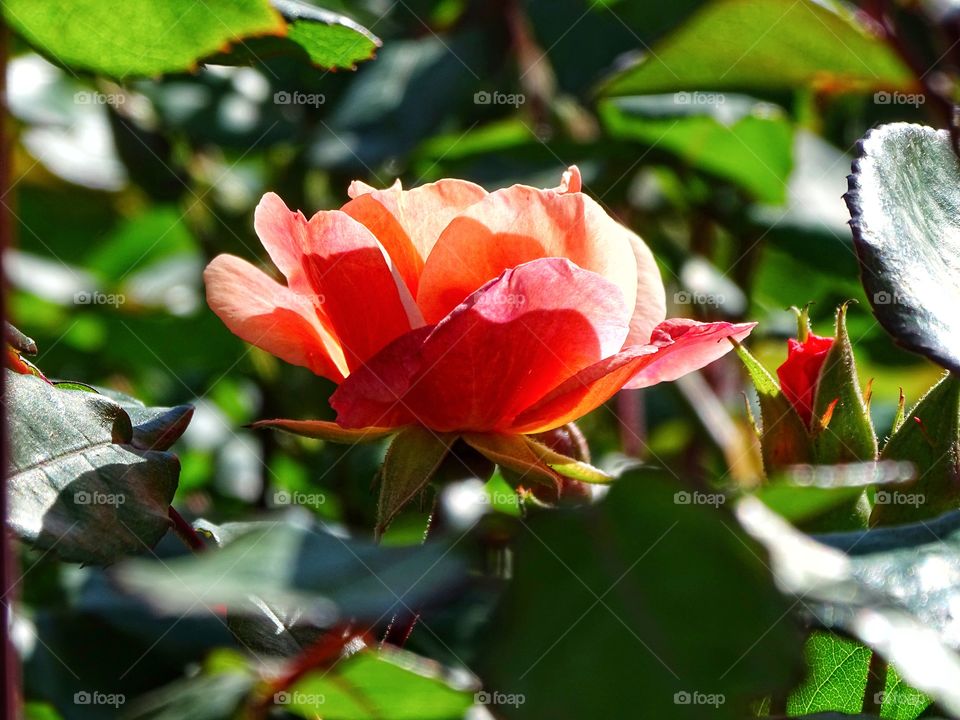 Leaf, Nature, Flower, Flora, No Person