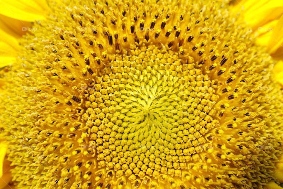 Sunflower time 