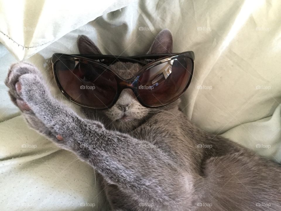 Gray Manx Cat Chilling Out with Sunglasses On