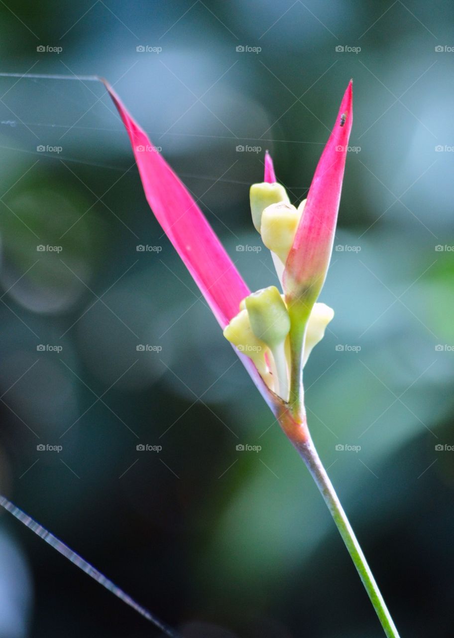 Flower with cobweb