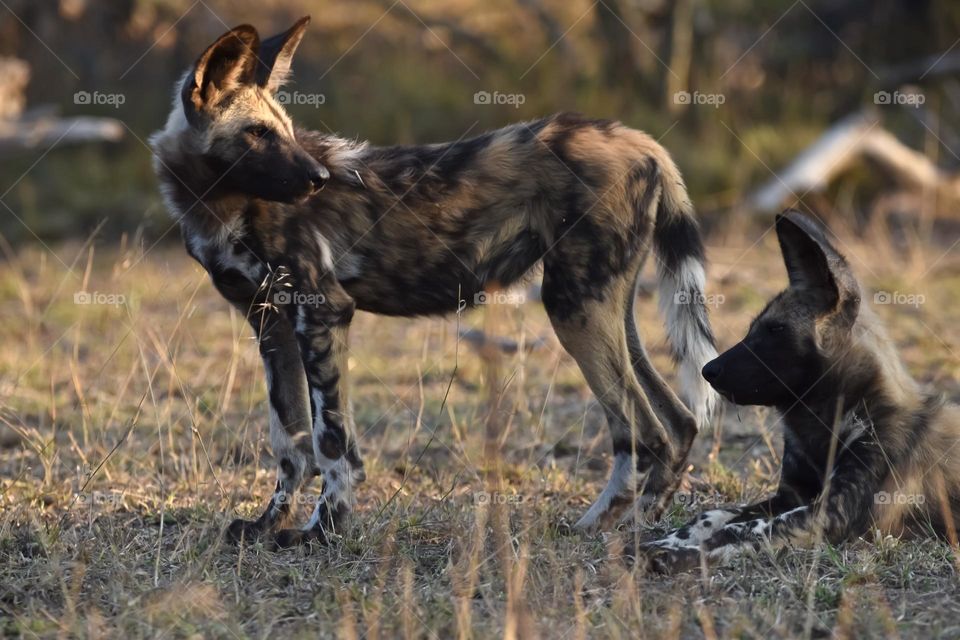 African Wild Dogs lying in the bush doing some sun bathing. The dog are playing and some are sleeping in the late afternoon sun before dark sets in.