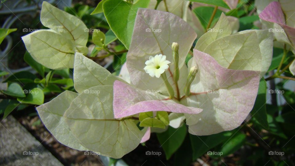 Little white flower and two unopened buds blooming in spring among pink and light breen leaves in soft pastel colors
