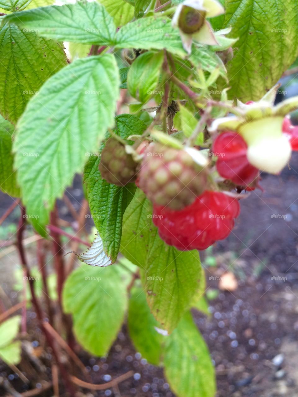 Raspberries 