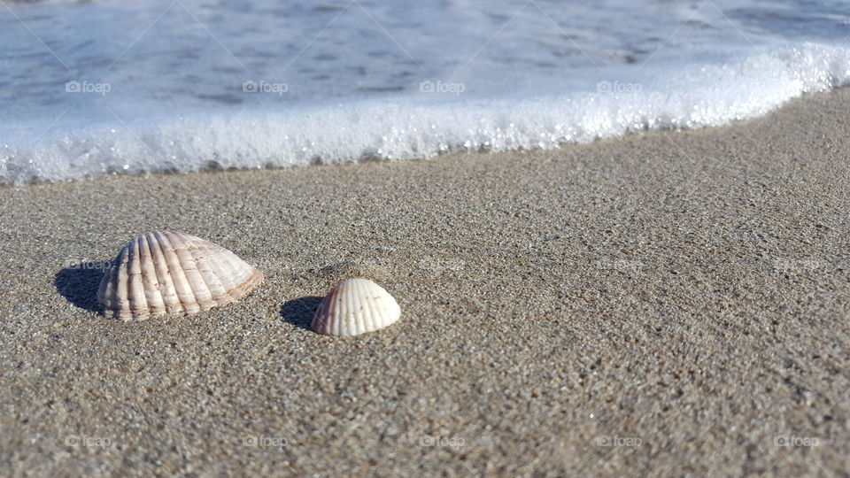shells on the sand