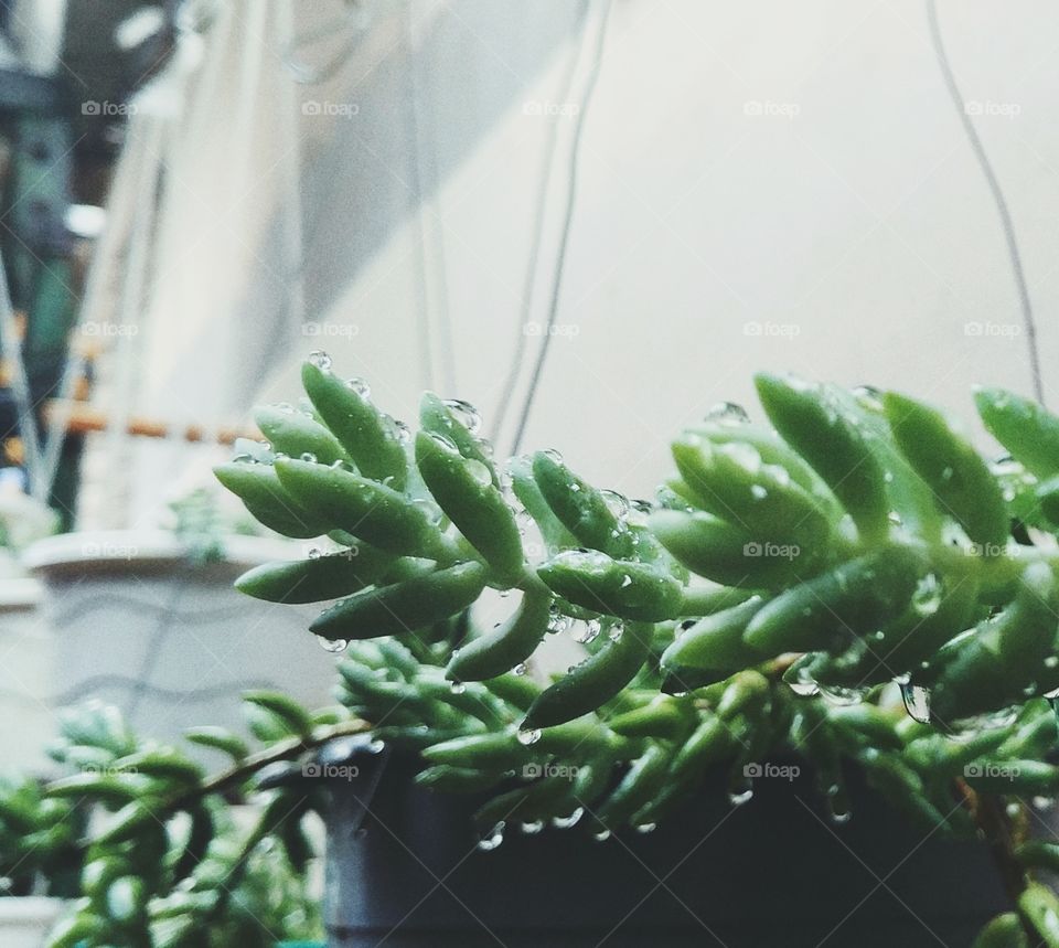 No Person, Nature, Flora, Growth, Health