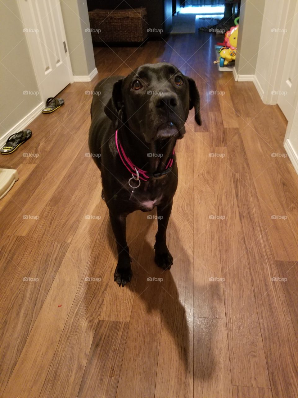 Floor, Dog, Indoors, Portrait, Domestic