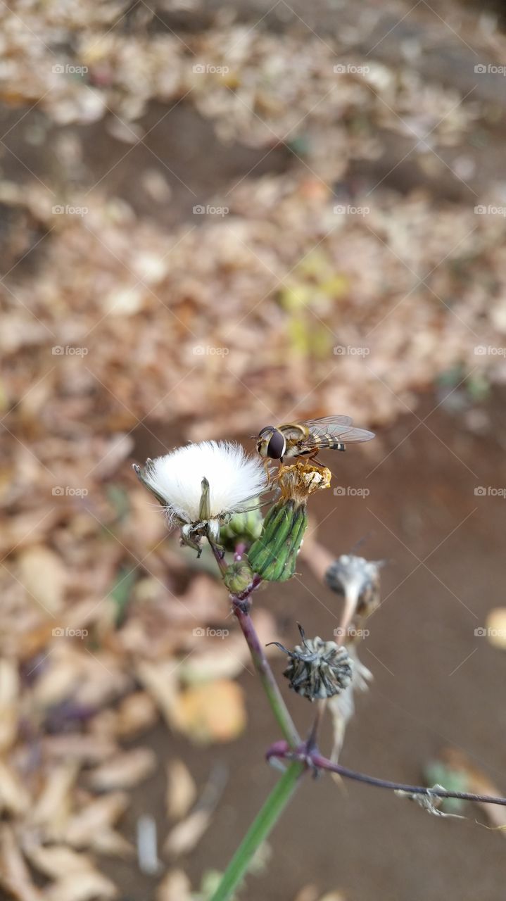 The flower which did not appear of the honey.
However, the horsefly is going to be valid.