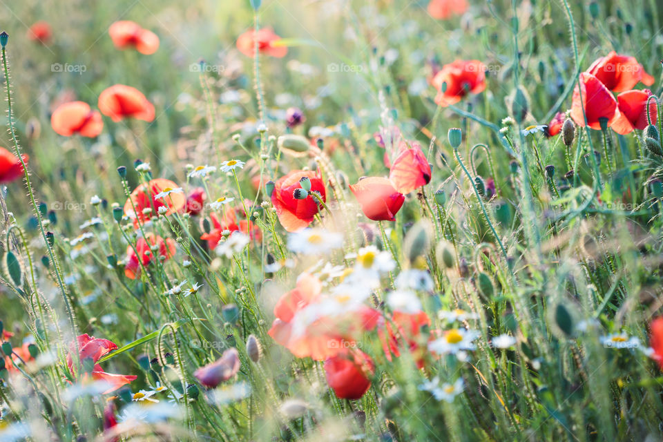 Poppies flowers and other plants in the field. Flowery meadow flooded by sunlight in the summer