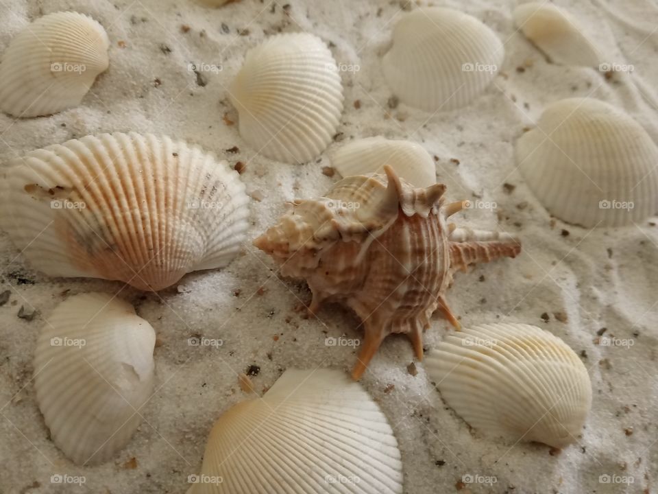 shell