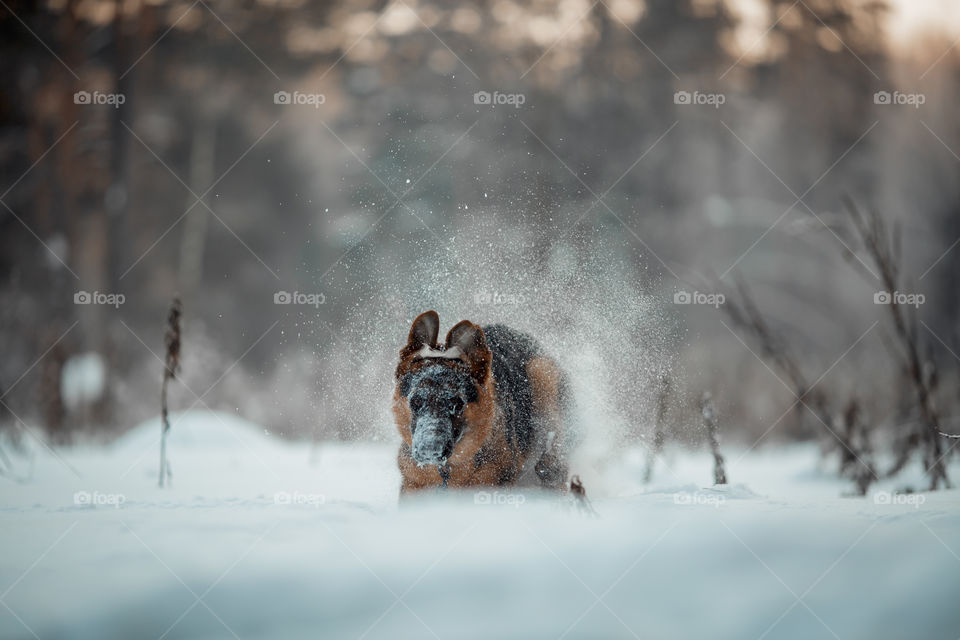 Red cute german shepherd 5-th months puppy portrait at snow at the winter