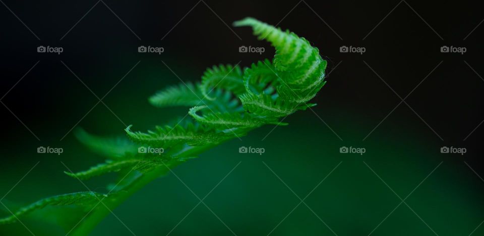 Fern leaf 