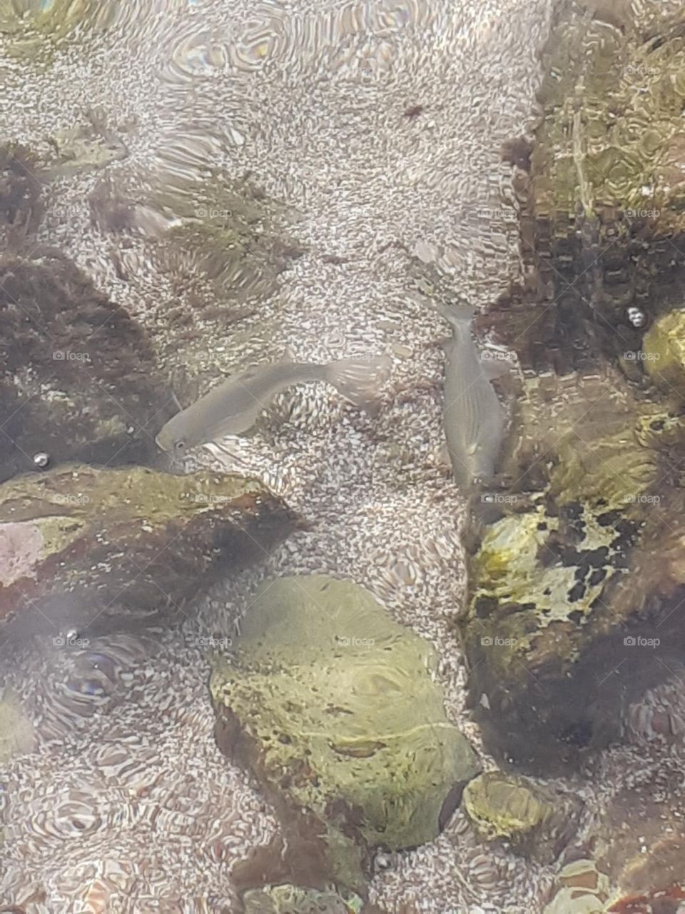 Fish in Méditerranée sea