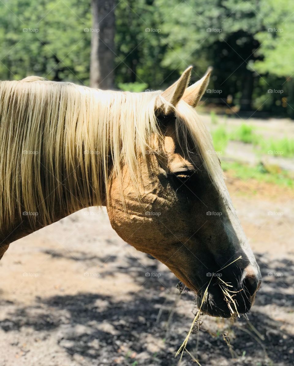 Wrangler the palomino gelding looking pretty while munching on some hay in the woods of South Georgia.