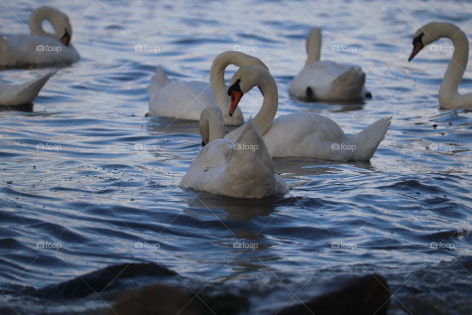 Flock of swans