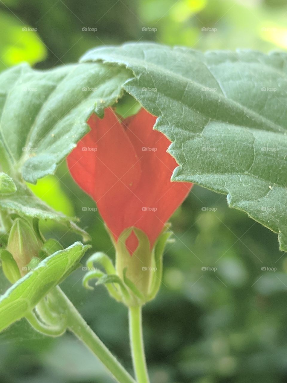 turkscap flower