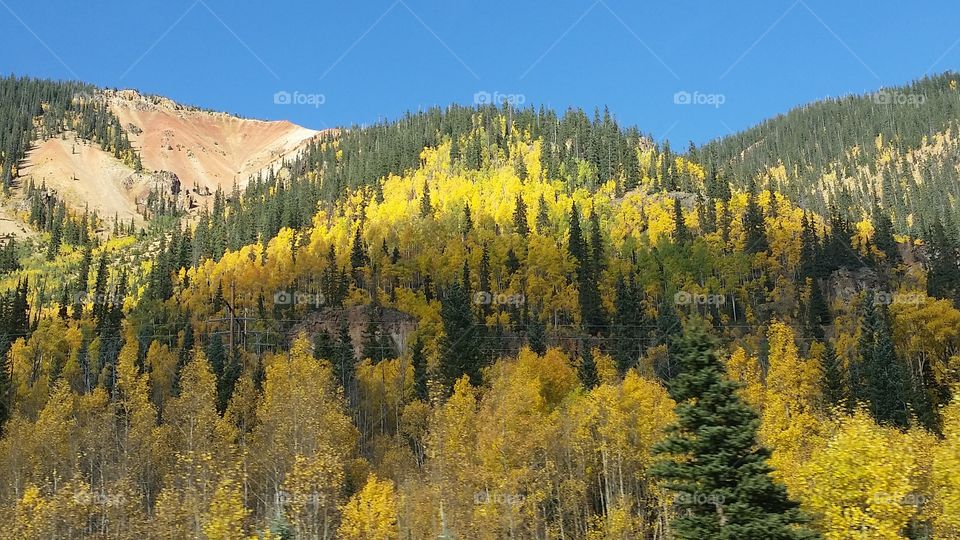 Wood, Fall, Tree, Snow, Nature