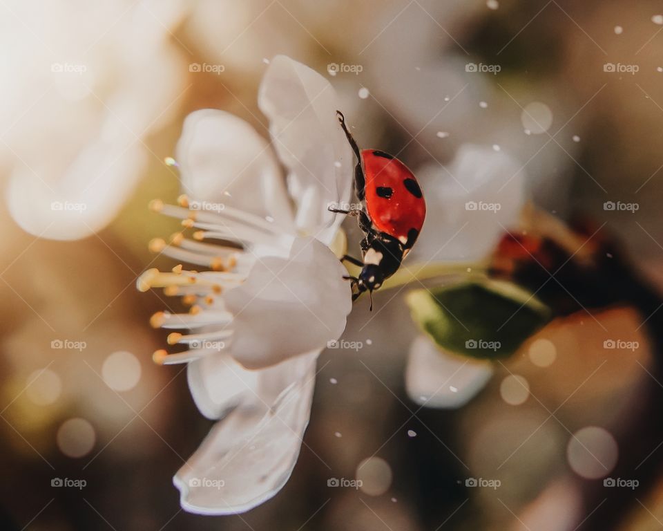 ladybug sitting on a white flower