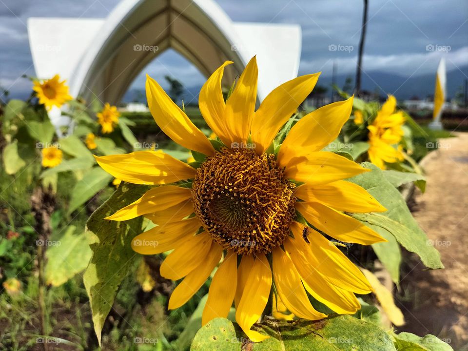 beautiful sunflowers in the garden