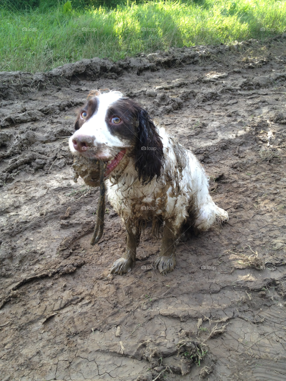 dog puppy ball mud by caketin