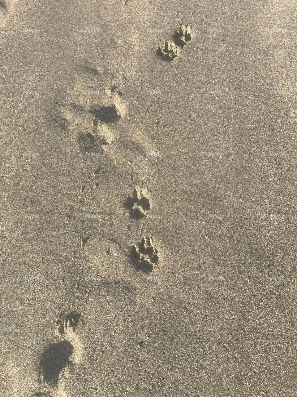 Paw prints left before me in the sand 