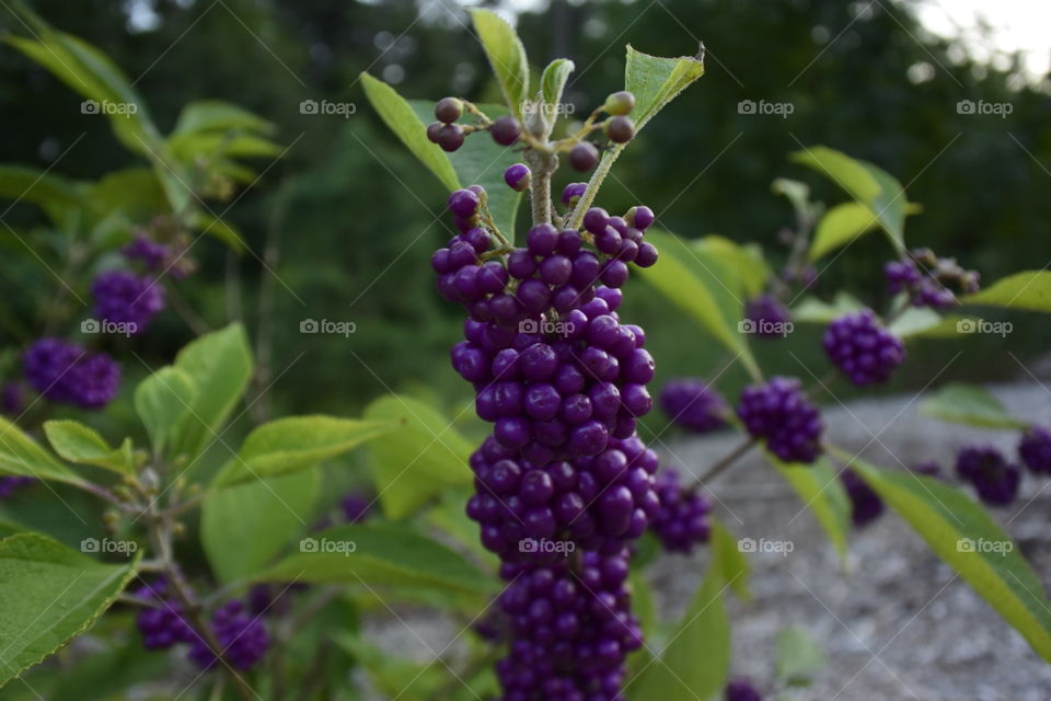 Berry bush. athens, ga