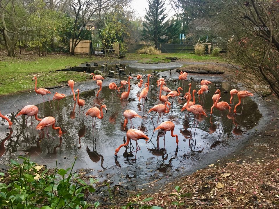 Flamingo party 