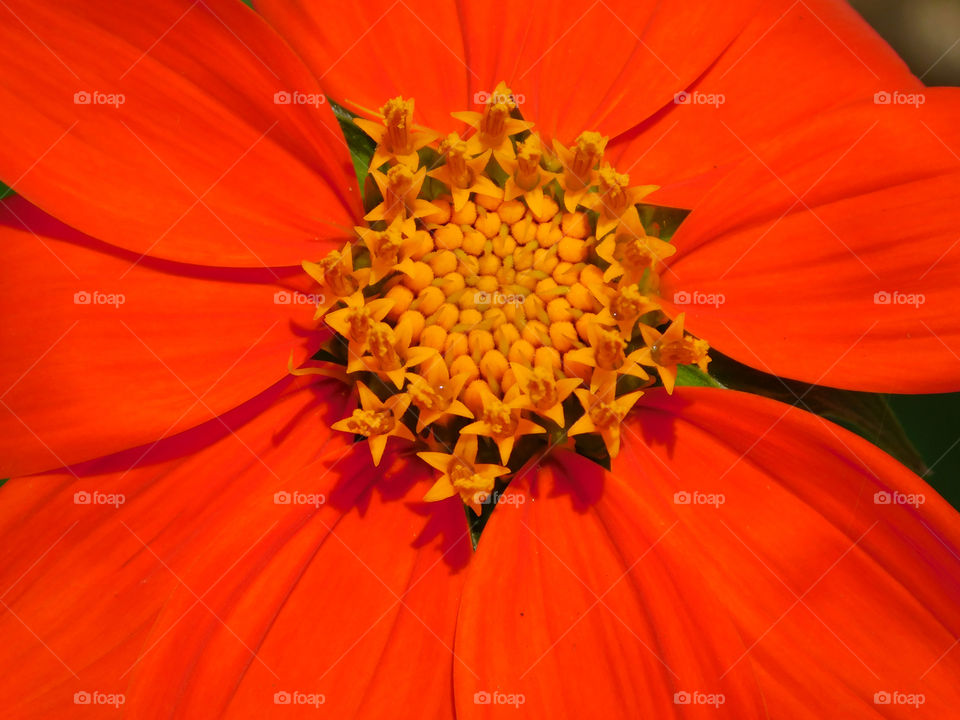 Mexican Flame Sunflowers! These flowers attract butterflies,bird, and bees! 