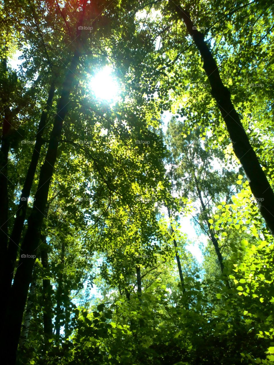 Wood, Sunbeam, Leaf, Lush, Fair Weather