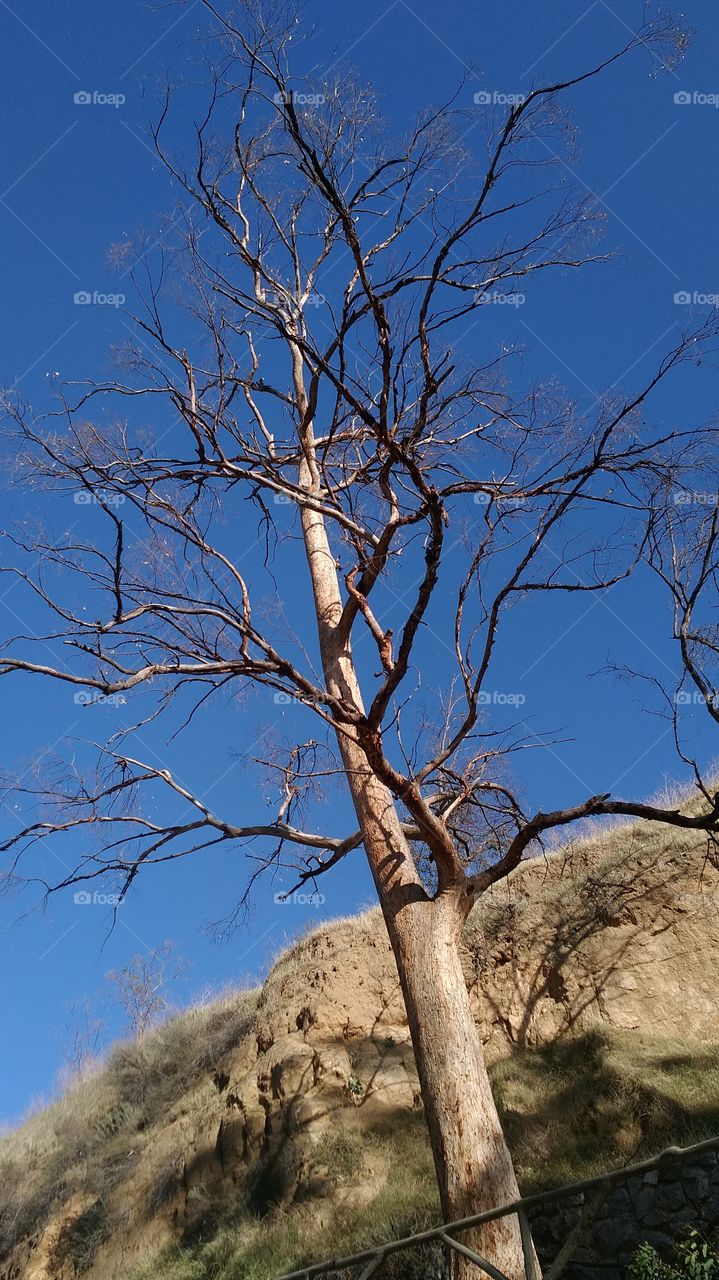 Rubidoux mountain tree