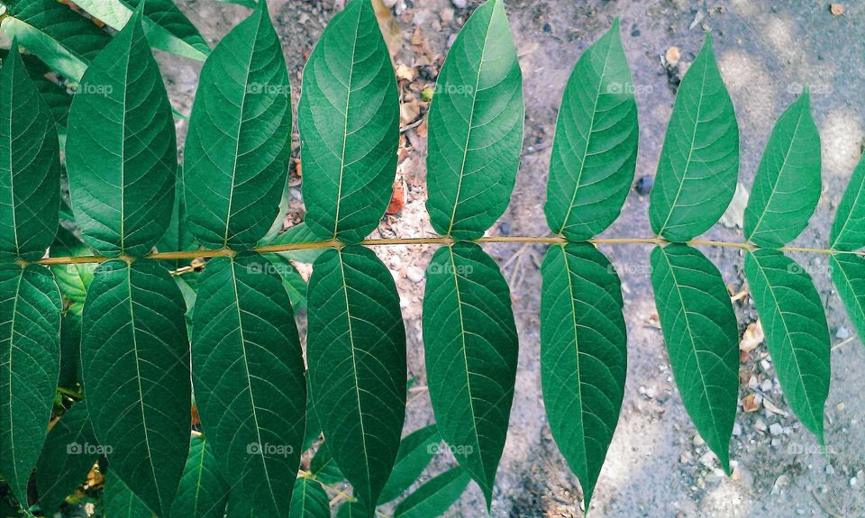 Leaves on a branch